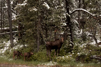 Moose
