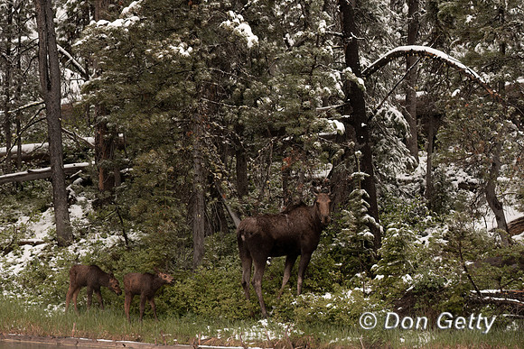 Moose