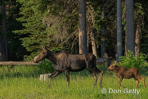 Moose