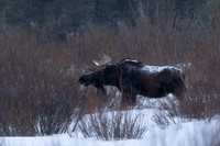 Moose_DSC08929