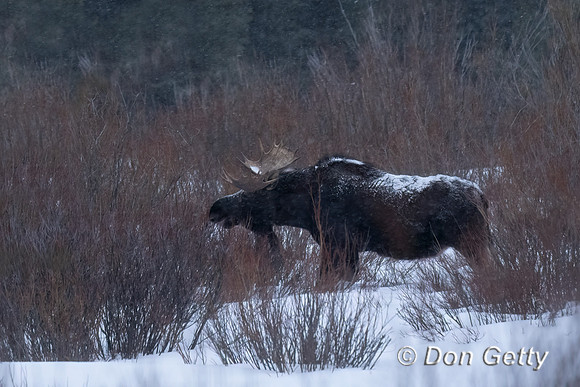 Moose_DSC08929