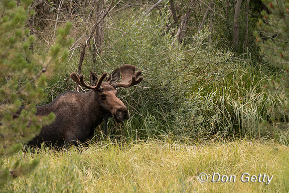 Moose