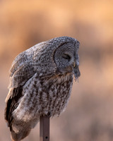Great Gray Owl