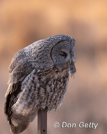 Great Gray Owl