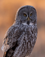 Great Gray Owl