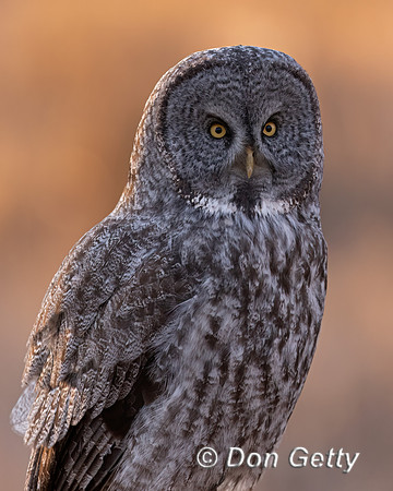 Great Gray Owl
