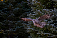 Great Gray Owl
