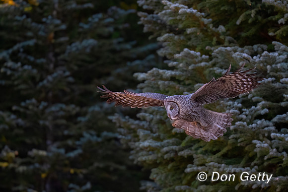 Great Gray Owl