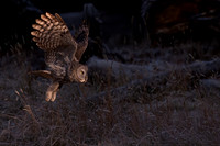 Great Gray Owl