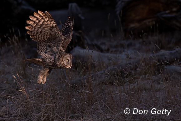 Great Gray Owl