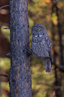 Great Gray Owl