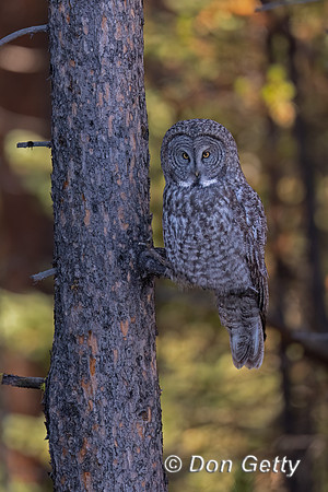 Great Gray Owl
