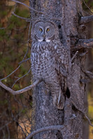 Great Gray Owl