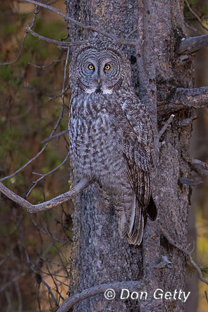 Great Gray Owl