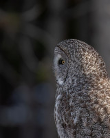 Great Gray Owl