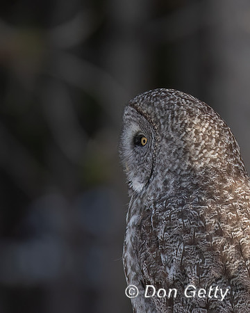 Great Gray Owl
