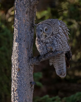 Great Gray Owl