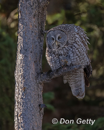 Great Gray Owl