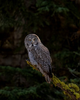 Great Gray Owl