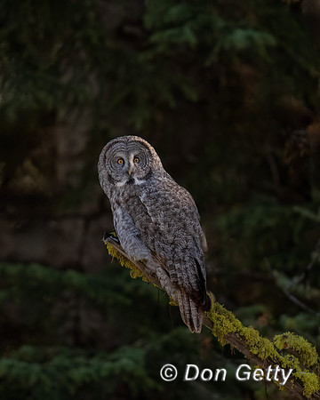 Great Gray Owl