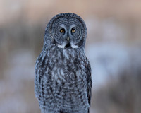 Great Gray Owl