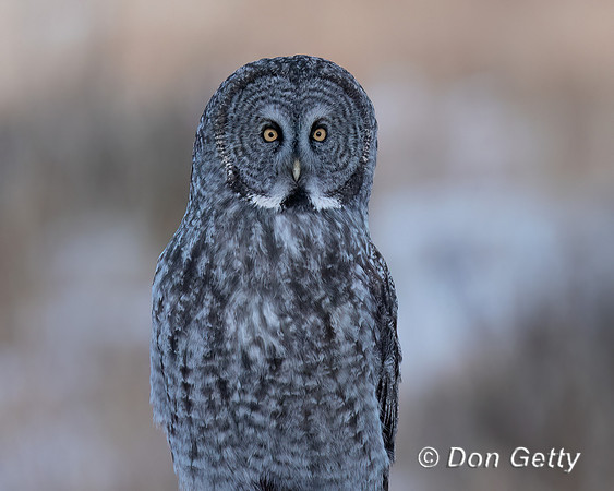 Great Gray Owl