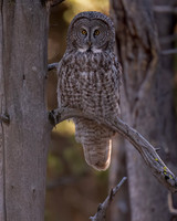 Great Gray Owl