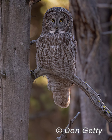 Great Gray Owl