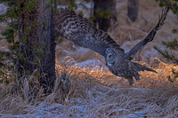Great Gray Owl