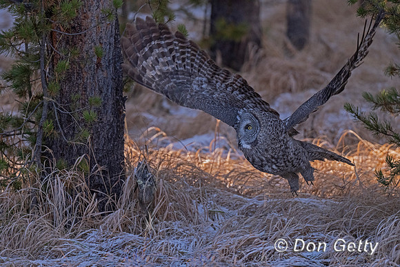 Great Gray Owl