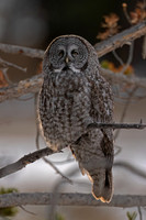 Great Gray Owl
