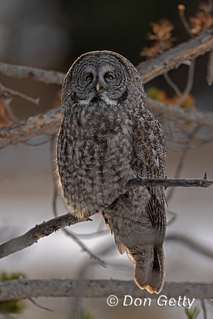 Great Gray Owl