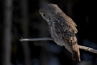 Great Gray Owl