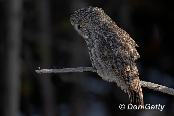 Great Gray Owl