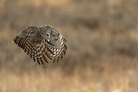 Great Gray Owl