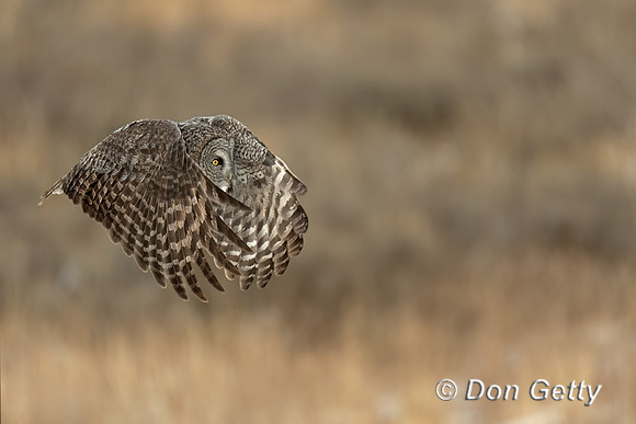 Great Gray Owl