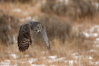 Great Gray Owl