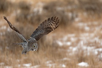 Great Gray Owl