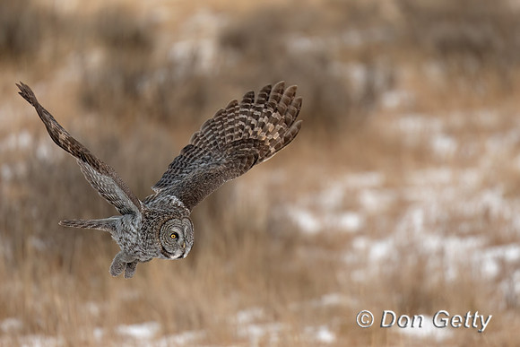 Great Gray Owl