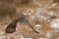 Great Gray Owl