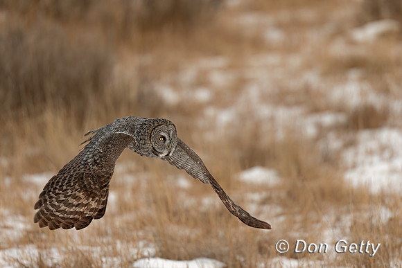 Great Gray Owl
