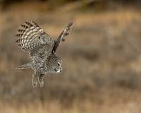 Great Gray Owl