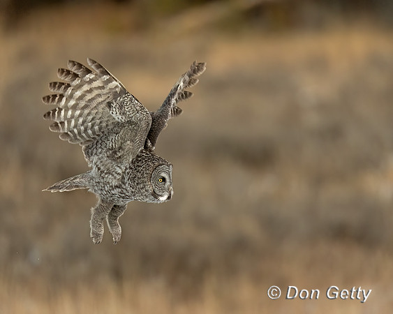 Great Gray Owl
