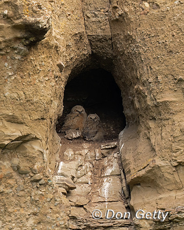 Great Horned Owl