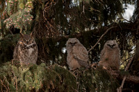 Great Horned Owl