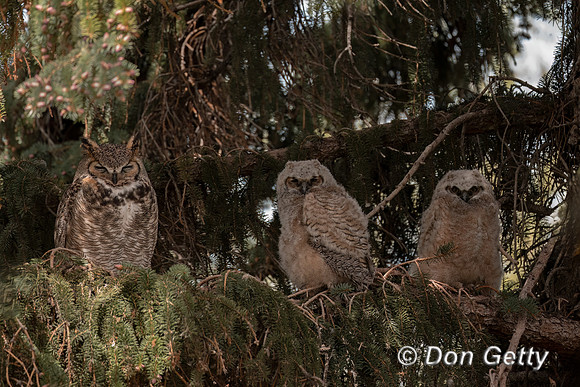 Great Horned Owl