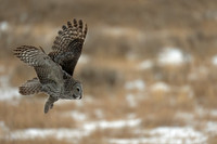 Great Gray Owl