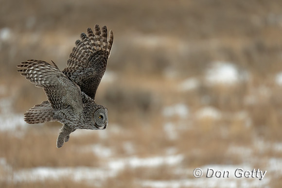 Great Gray Owl