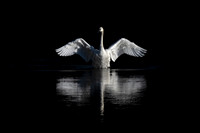 Trumpeter Swan