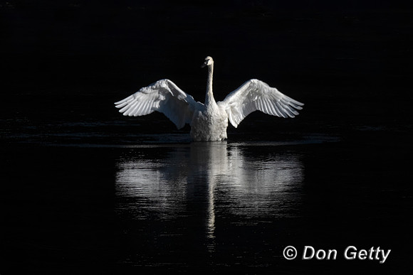 Trumpeter Swan